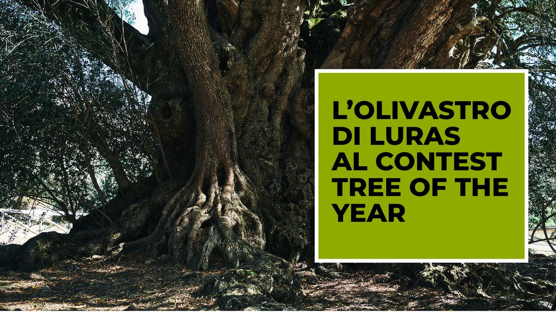 Regione Autonoma della Sardegna - Contest Italian Tree of the Year, l' olivastro di Luras candidato tra gli alberi più amati d'Italia