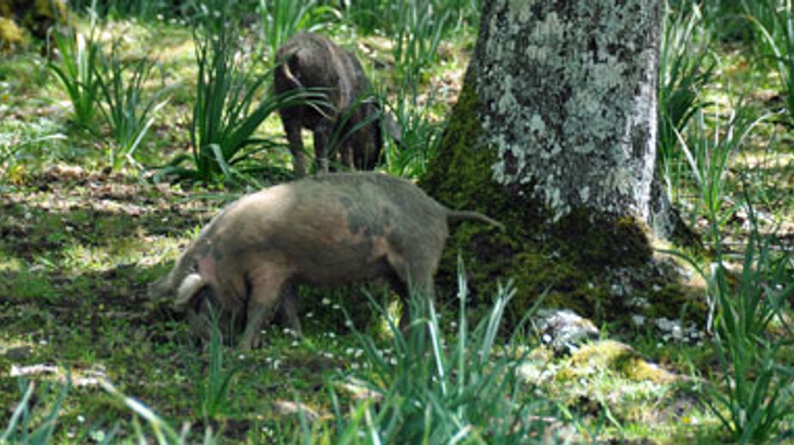 maiali al pascolo brado