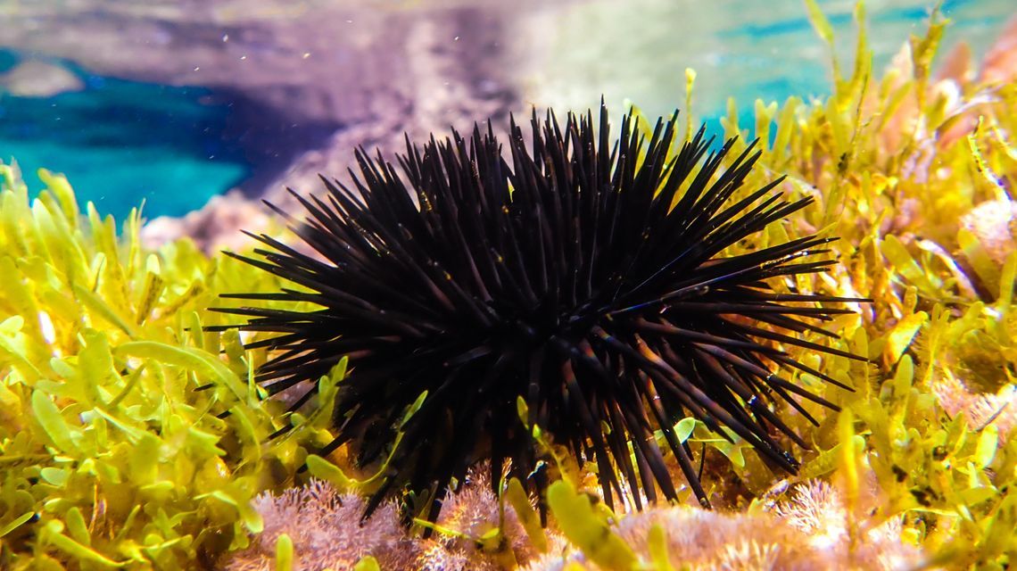 Riccio di mare