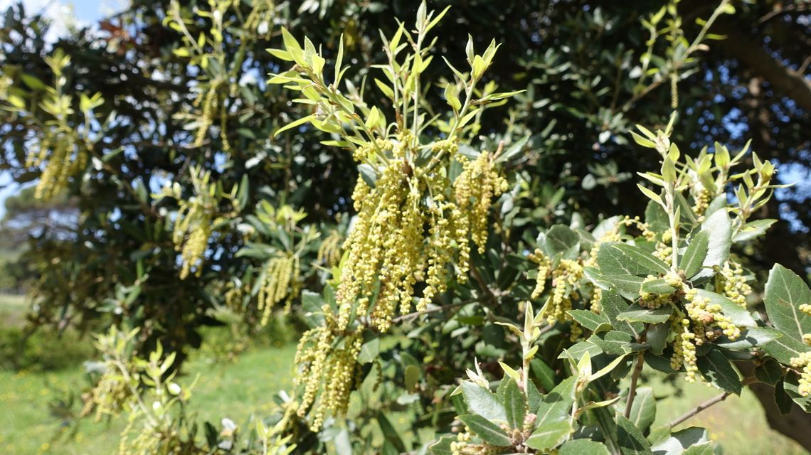 Infiorescenza della quercia