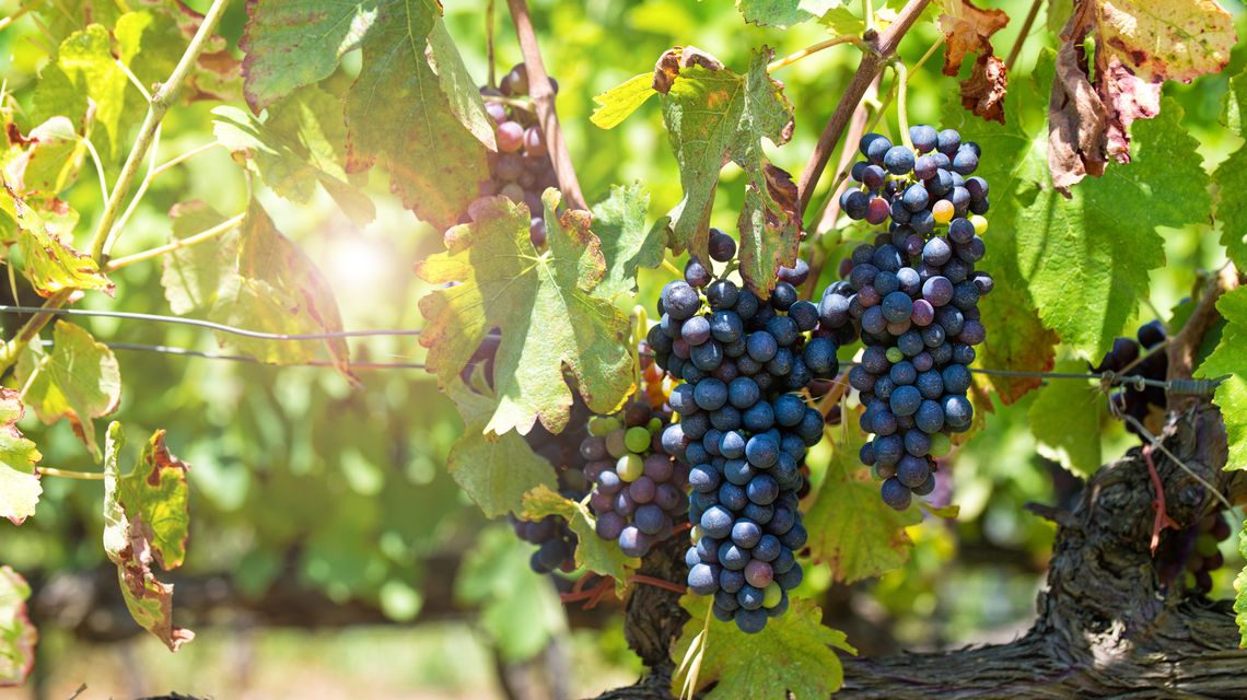 Agricoltura, vigneto