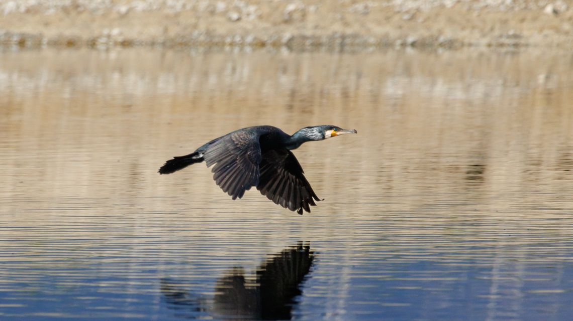 Cormorano