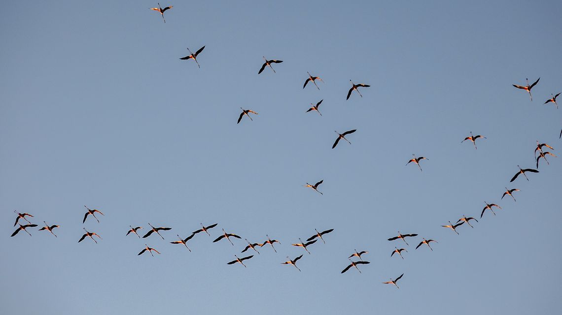 fenicotteri uccelli in volo birdwatching stagno laguna