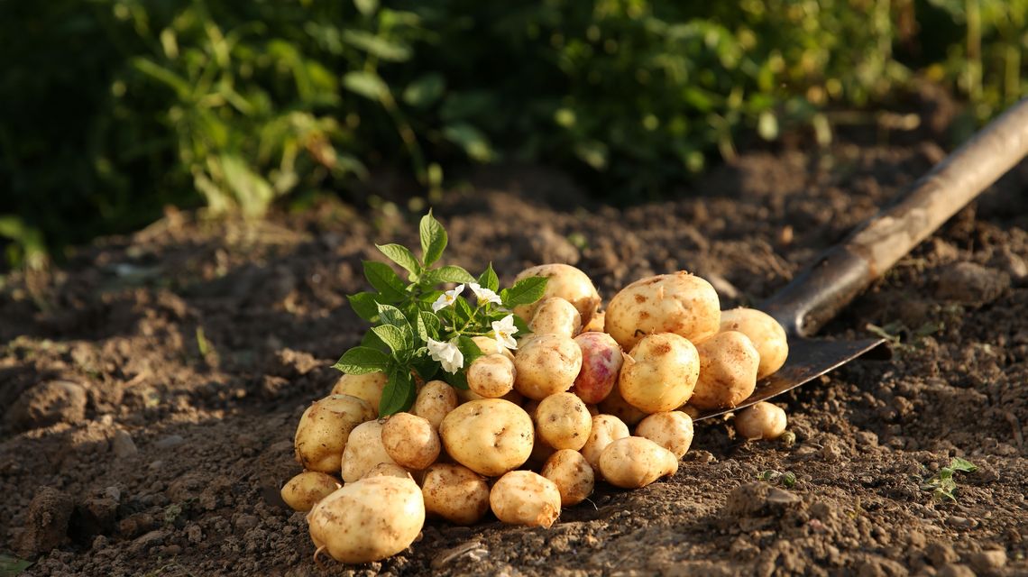 Patate
