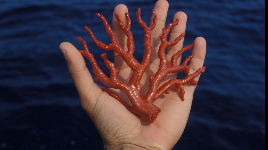 Corallo rosso (Corallium rubrum)