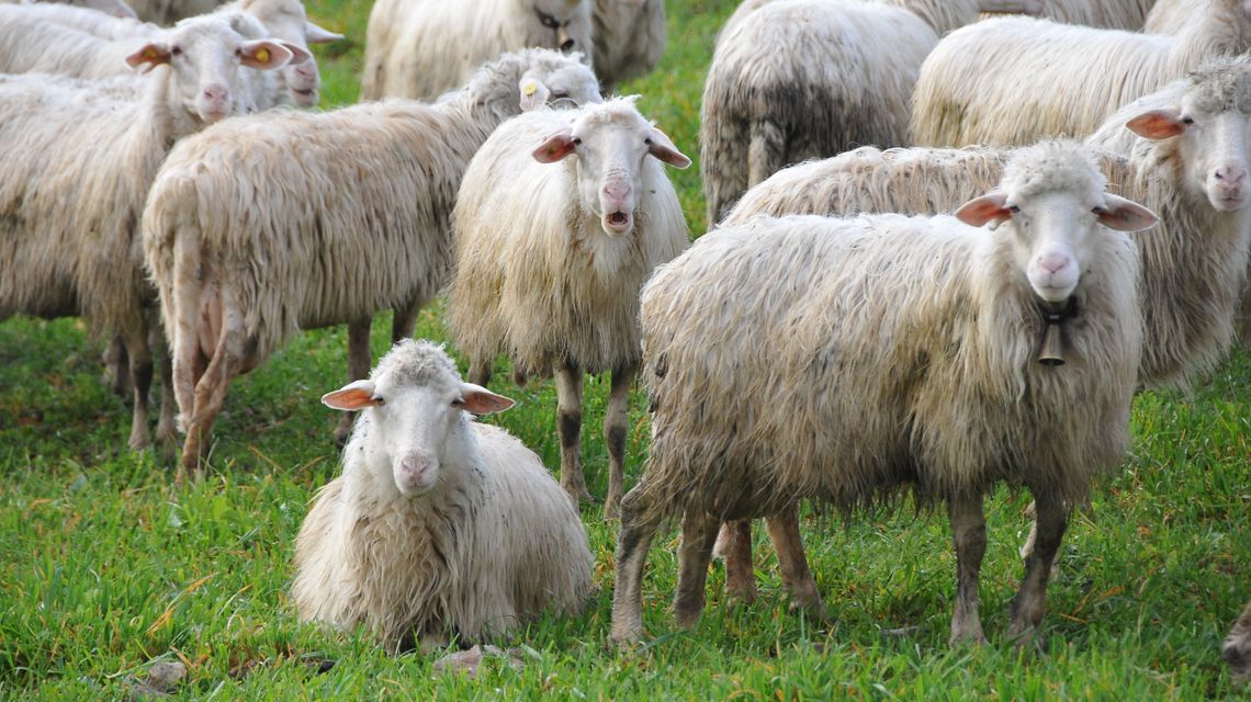 Gregge di pecore