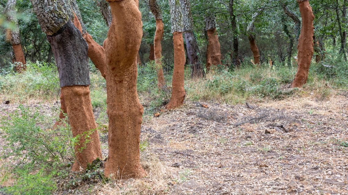 Quercia da sughero della Gallura