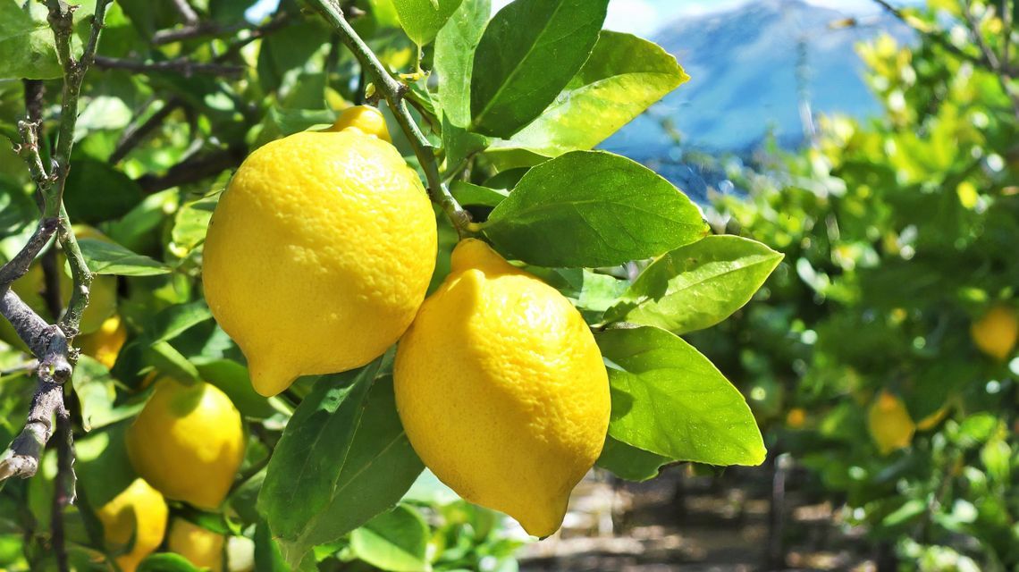 Limoni