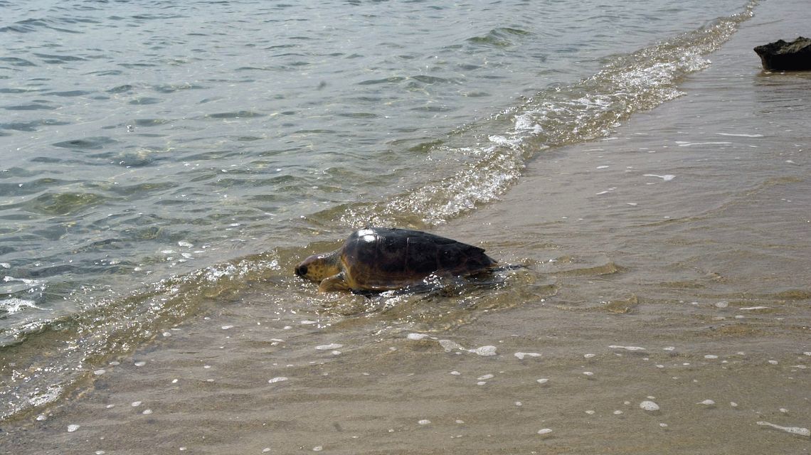 Tartaruga Caretta Caretta