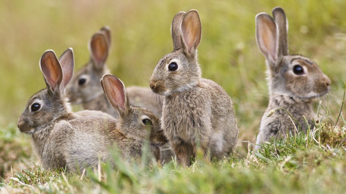 Conigli selvatici