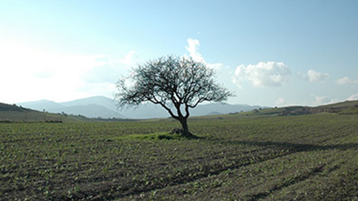 ambiente-panoramoche-campagna-alberi-(1).jpg