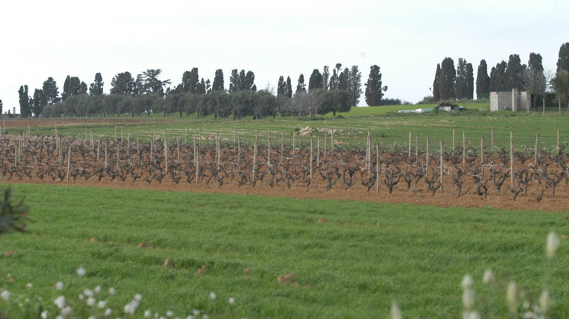 Lavorazione suolo