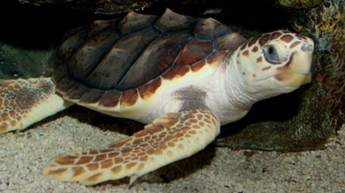 tartaruga