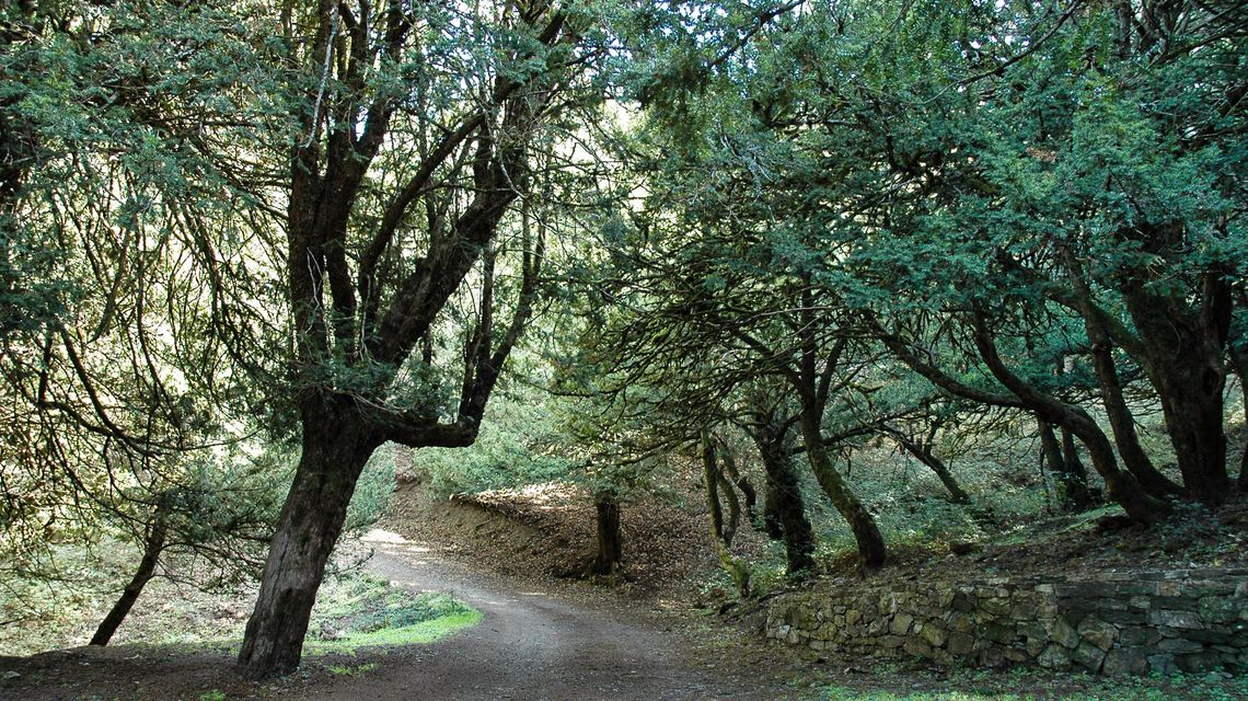 Foresta burgos