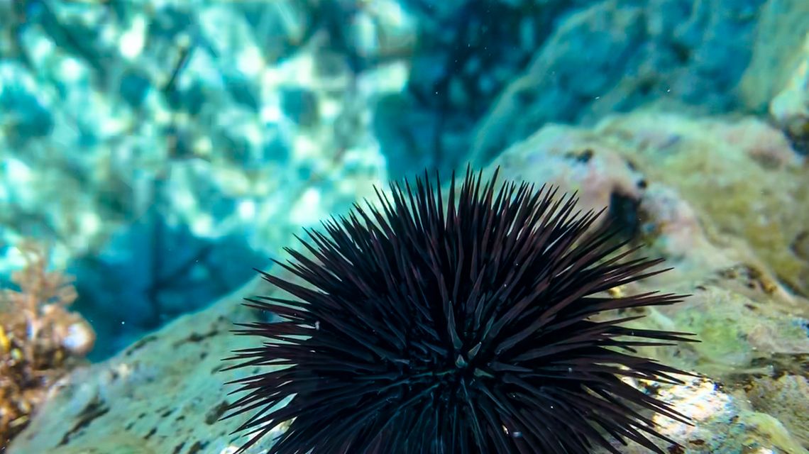 Pesca del riccio di mare