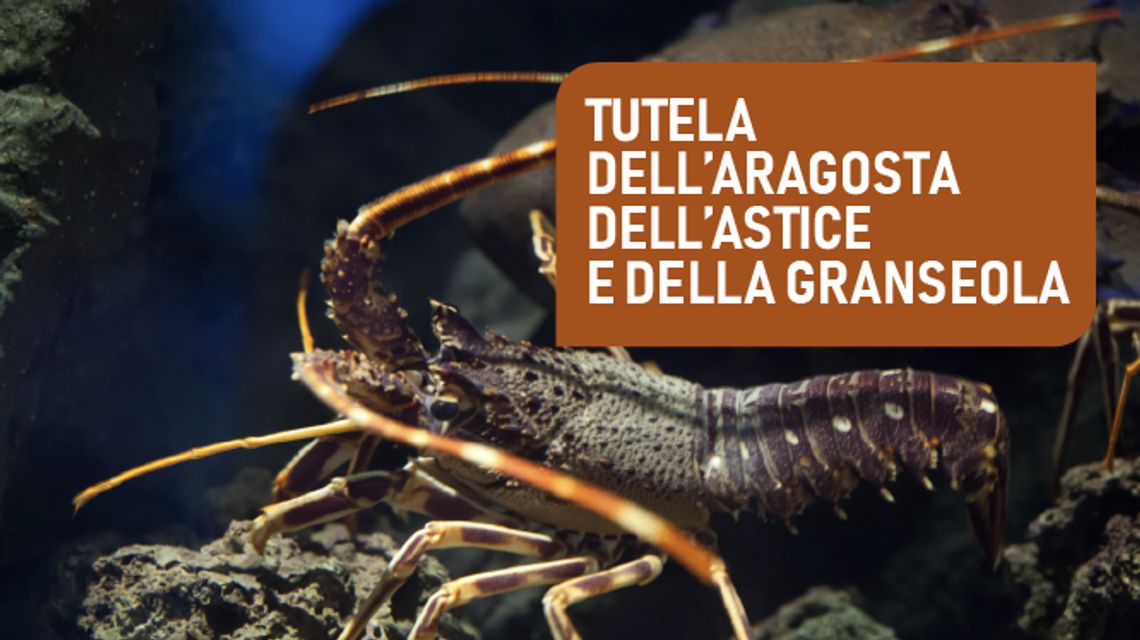 Tutela aragosta