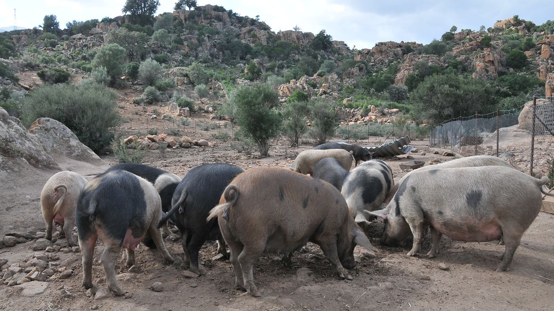 Allevamento di suini